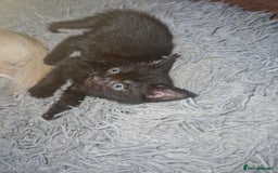 Mixed Breed cats for sale: 1 beautiful kitten - Image 3