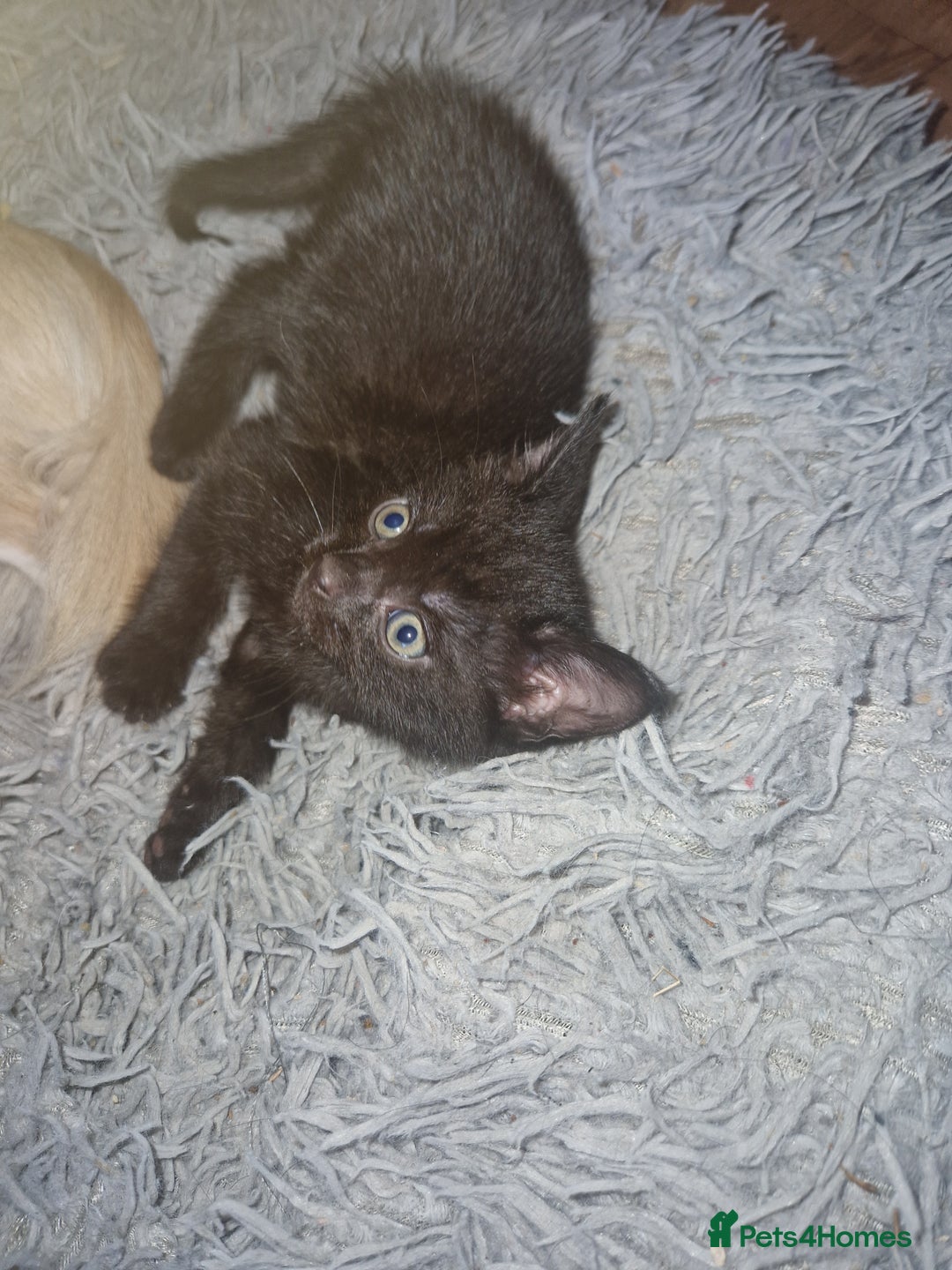 Mixed Breed cats for sale: 1 beautiful kitten - Image 3
