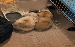 Mini Lop rabbits for sale: 4 months old adorable Mini Lops - Advert 4