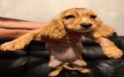 Cocker Spaniel dogs for sale: Cocker spaniels - Image 3