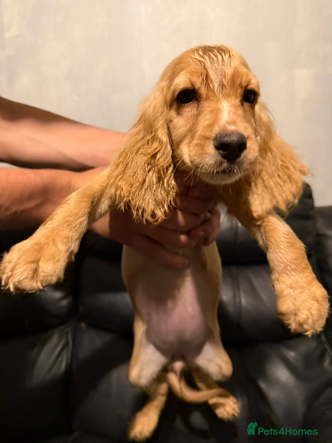 Cocker Spaniel dogs for sale: Cocker spaniels - Image 3