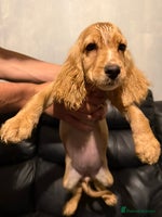 Cocker Spaniel dogs - Advert 15