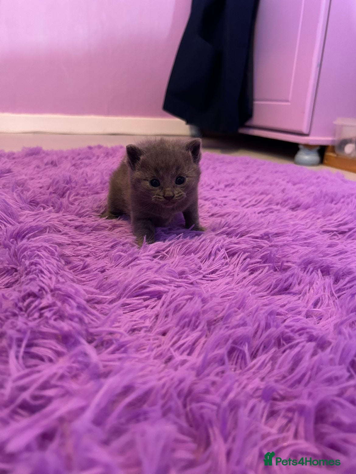 Mixed Breed cats Beautiful litter  - Advert 14