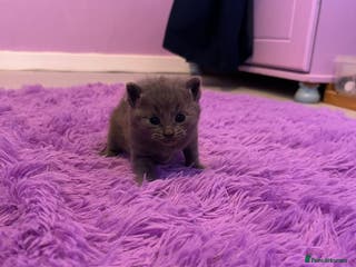 Mixed Breed cats Beautiful litter - Advert 19