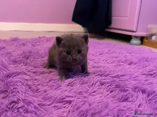 Mixed Breed cats Beautiful litter - Advert 15