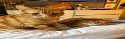 Domestic Shorthair cats for sale: 2 male ginger cats - Advert 3