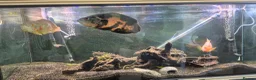 Other/Mixed Breed fish for sale: Mixture of fish for sale - Advert 9