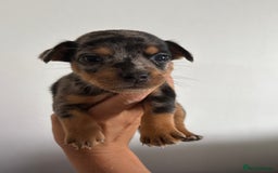 Jack Russell dogs for sale: 9 Jack Russel merles - Image 11