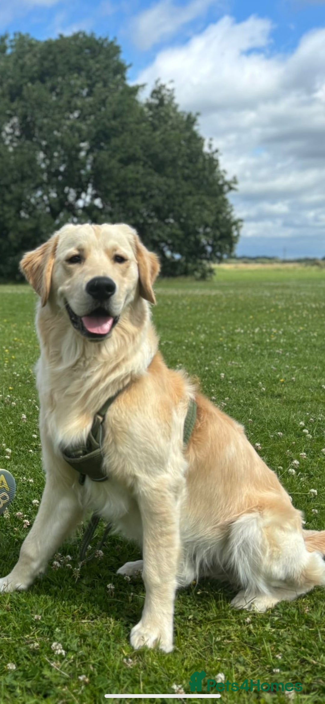 Golden Retriever dogs for sale: Best of Breed Golden Retrievers - Advert 22