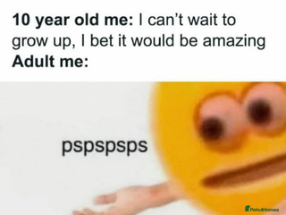 Maltipoo dogs 6 month old Maltipoo for sale - Advert 9