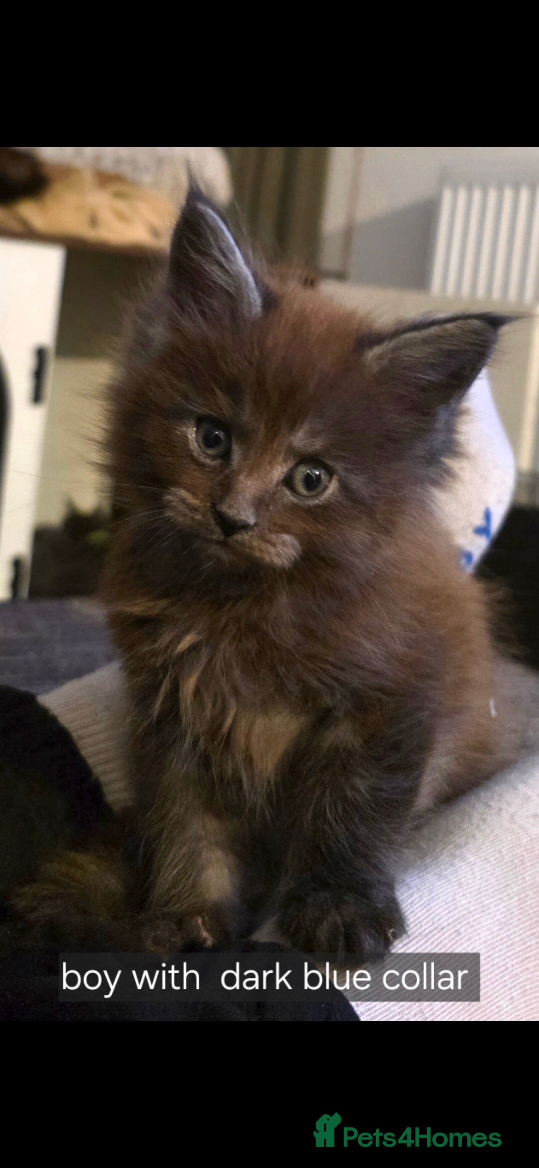 Maine Coon cats for sale: Maine coon pedigree kittens  - Advert 1