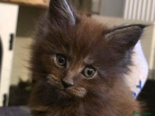 Maine Coon cats Maine coon pedigree kittens - Advert 1