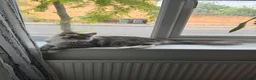 Maine Coon cats for sale: Amazing Maine Coon girl  - Advert 4