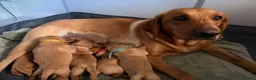 Labrador Retriever dogs for sale: Beautiful Labrador Puppies  - Advert 7