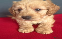 Cockapoo dogs for sale: Gorgeous Cockerpoo puppies - Image 8