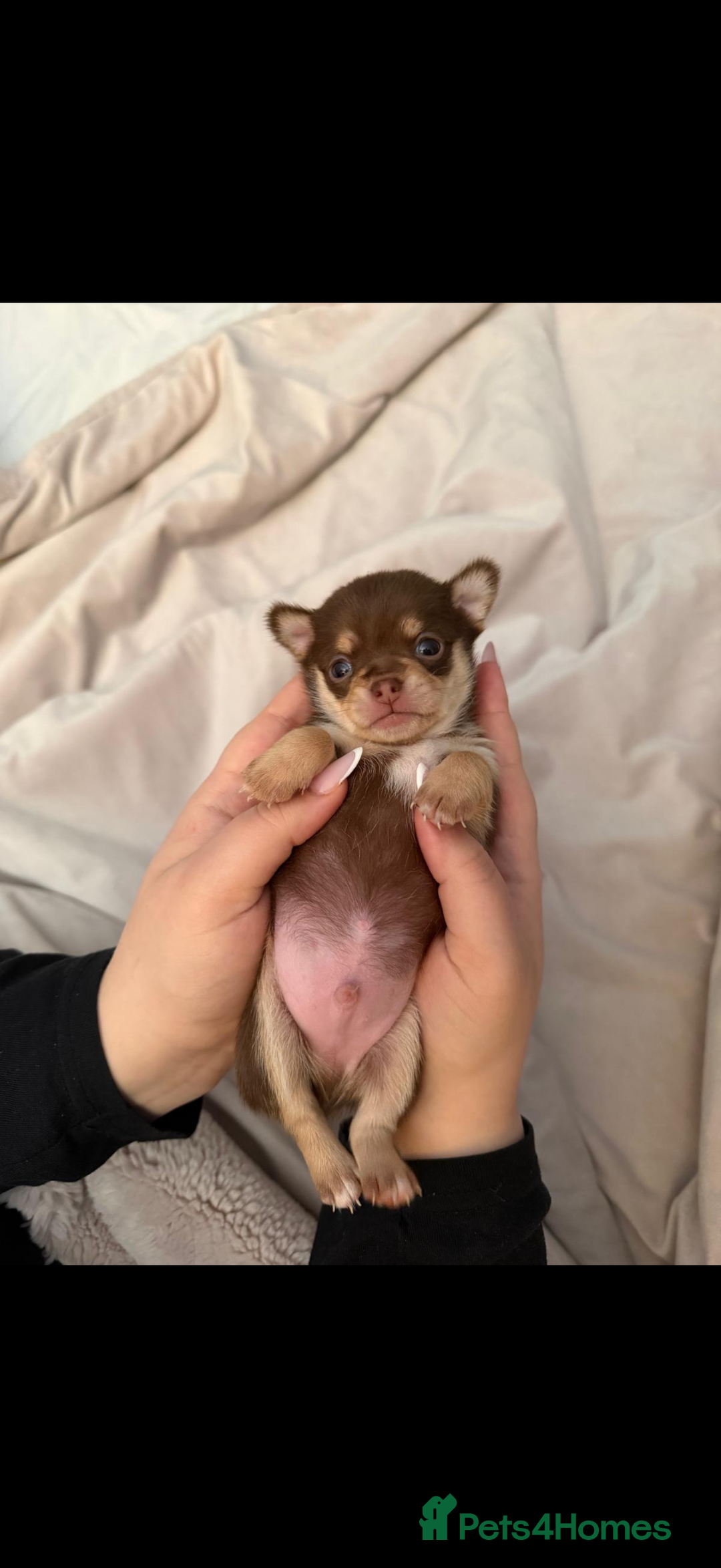 Chihuahua dogs for sale: Beautiful Cream & chocolate tan Chihuahuas! - Advert 12