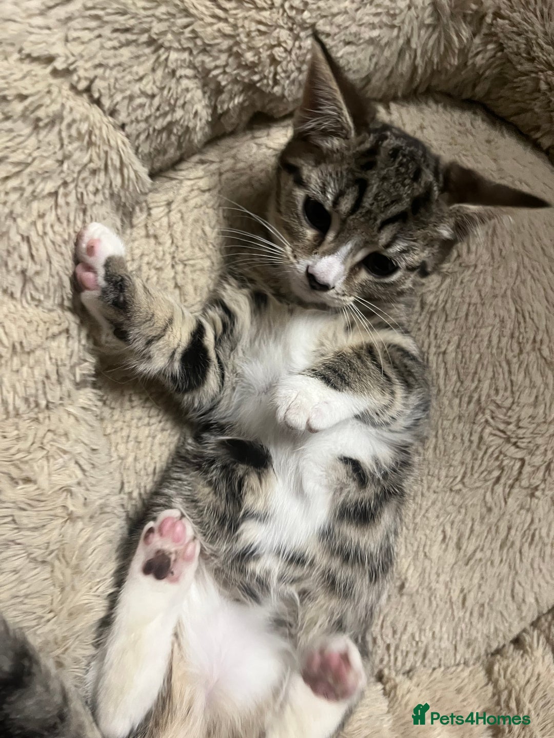 Mixed Breed cats for sale: 🐾 Beautiful Green eyed Grey tabby Kittens  - Advert 2