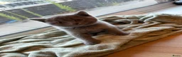 British Shorthair cats for sale: Adorable Purebred British Shorthair Kittens - 9wks - Advert 17
