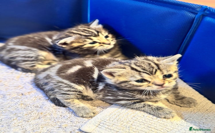 Mixed Breed cats - Advert 5