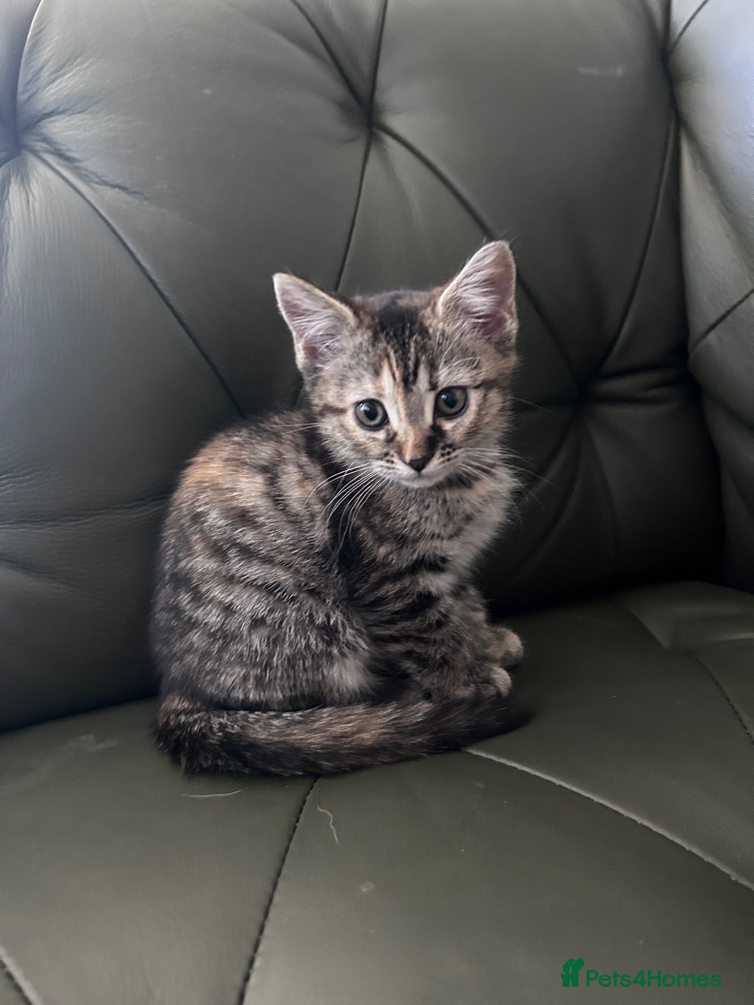 Mixed Breed cats British shorthair x bengal  - Advert 1