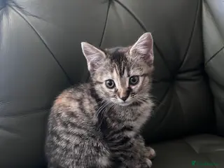 Mixed Breed cats British shorthair x bengal - Advert 5