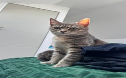 Mixed Breed cats for sale: Kittens - Image 3