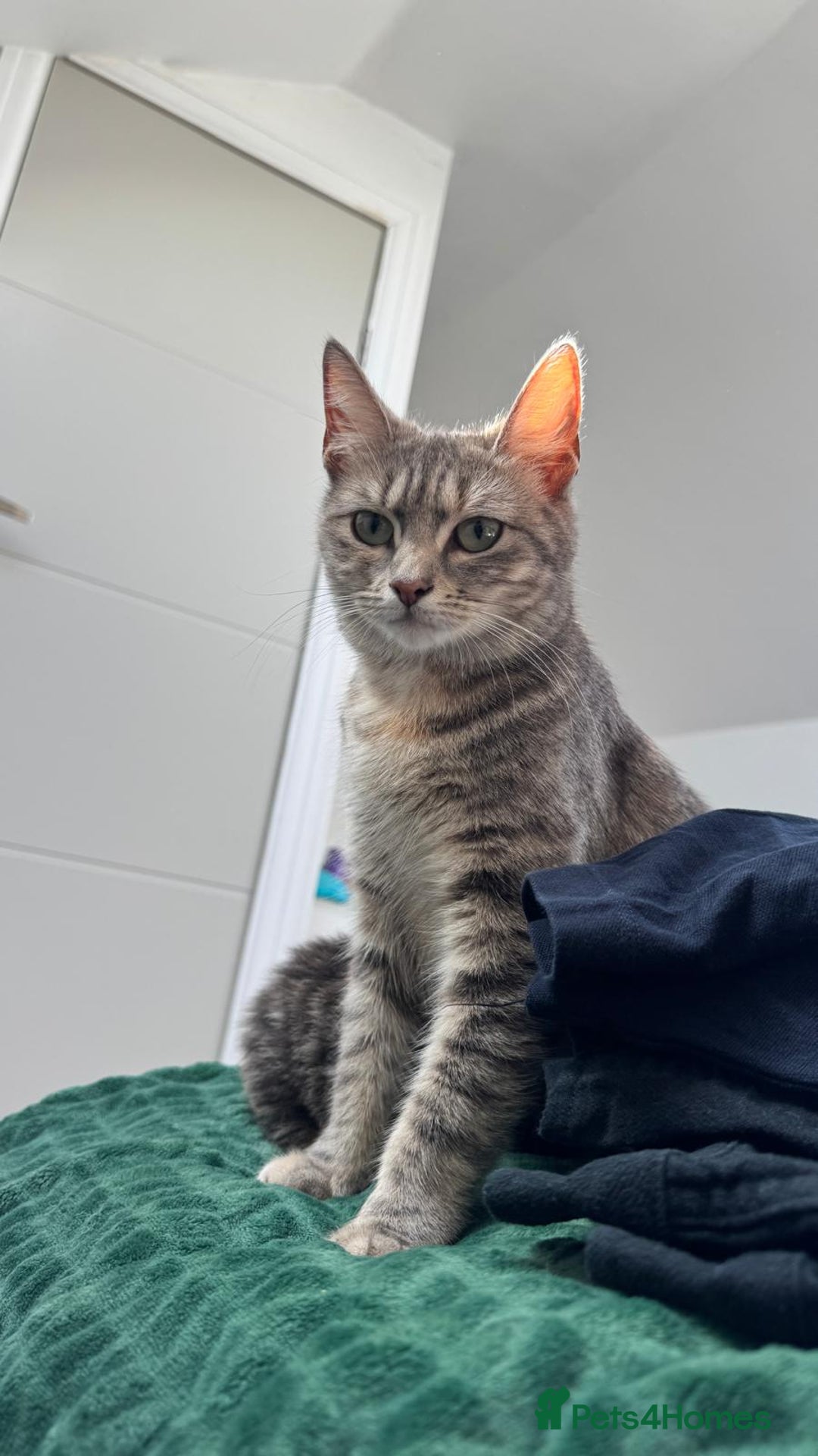Mixed Breed cats for sale: Kittens - Image 3
