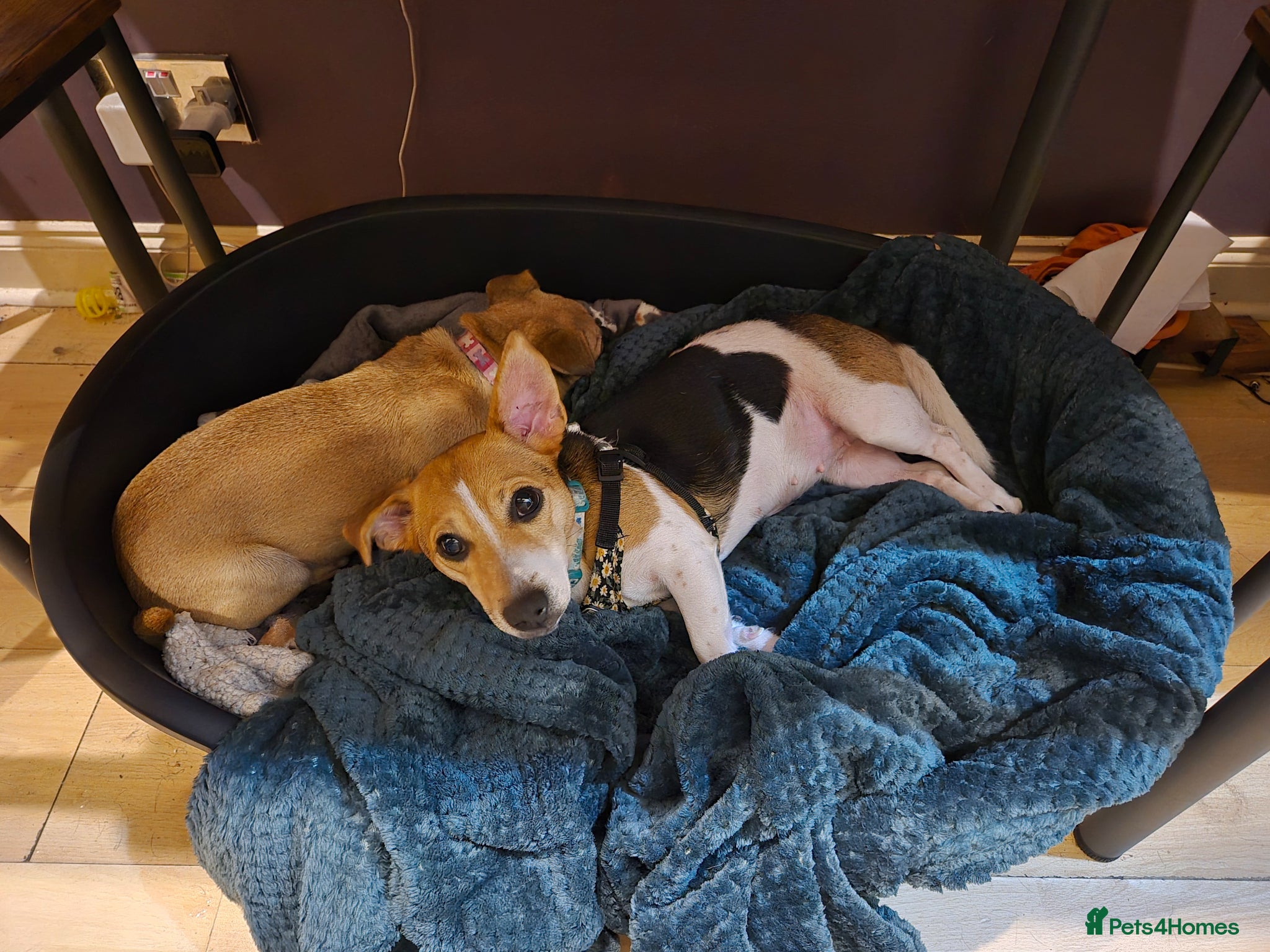 Mixed Breed dogs 3yo lakeland x jack female for new home - Advert 5