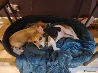 Mixed Breed dogs 3yo lakeland x jack female for new home - Advert 5