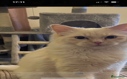 Ragdoll cats for sale: Beautiful Grey Male Cat for Re-Homing - Image 3