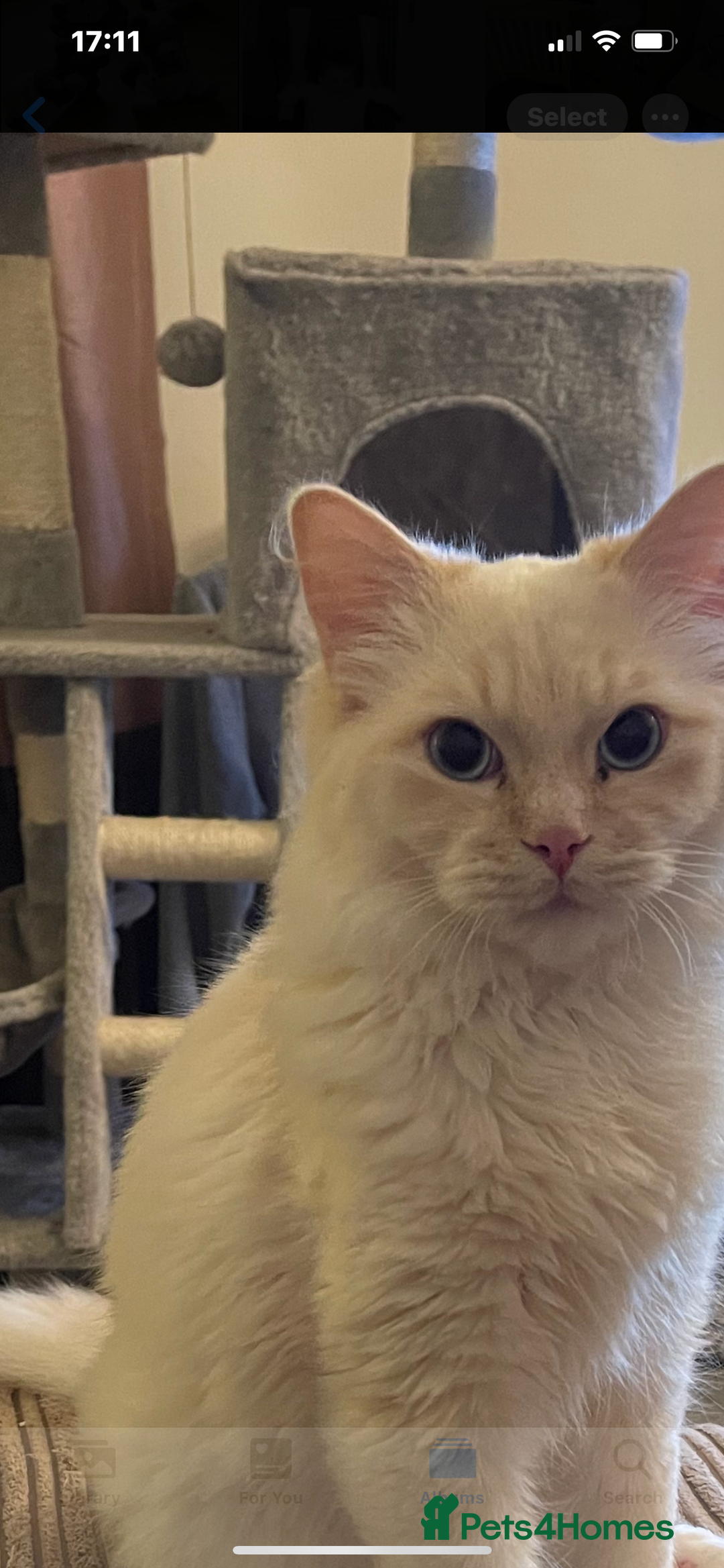 Ragdoll cats for sale: Beautiful Grey Male Cat for Re-Homing - Image 3