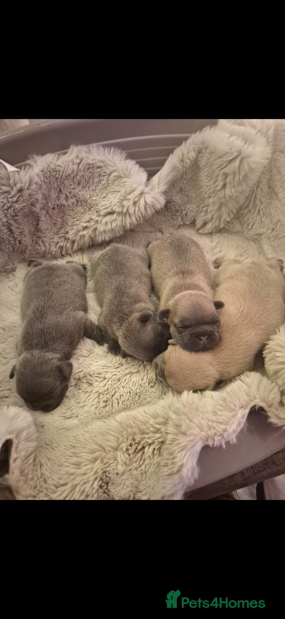 French Bulldog dogs for sale: French Bulldogs  - Advert 7