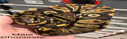 Python Snake reptiles for sale: Stunning Royal Pythons for sale  - Advert 1
