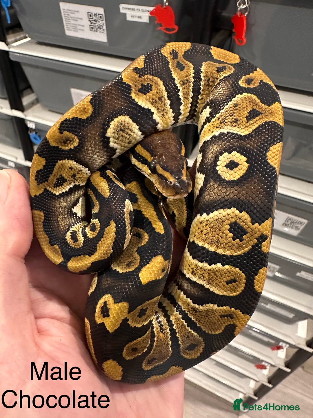 Python Snake reptiles for sale: Stunning Royal Pythons for sale  - Advert 1