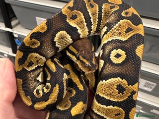 Python Snake reptiles Stunning Royal Pythons for sale - Advert 1