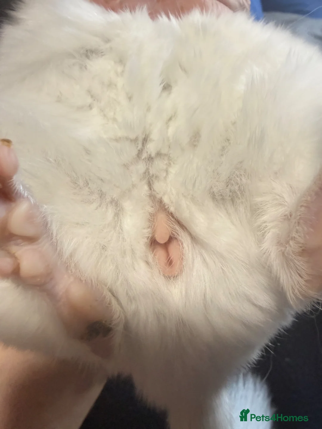 Chinchilla rodents for sale: Baby male chinchilla  in Wigton - Advert 7