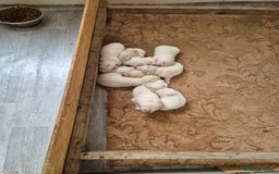 Golden Retriever dogs for sale: Beautiful golden retriever puppies. - Image 1