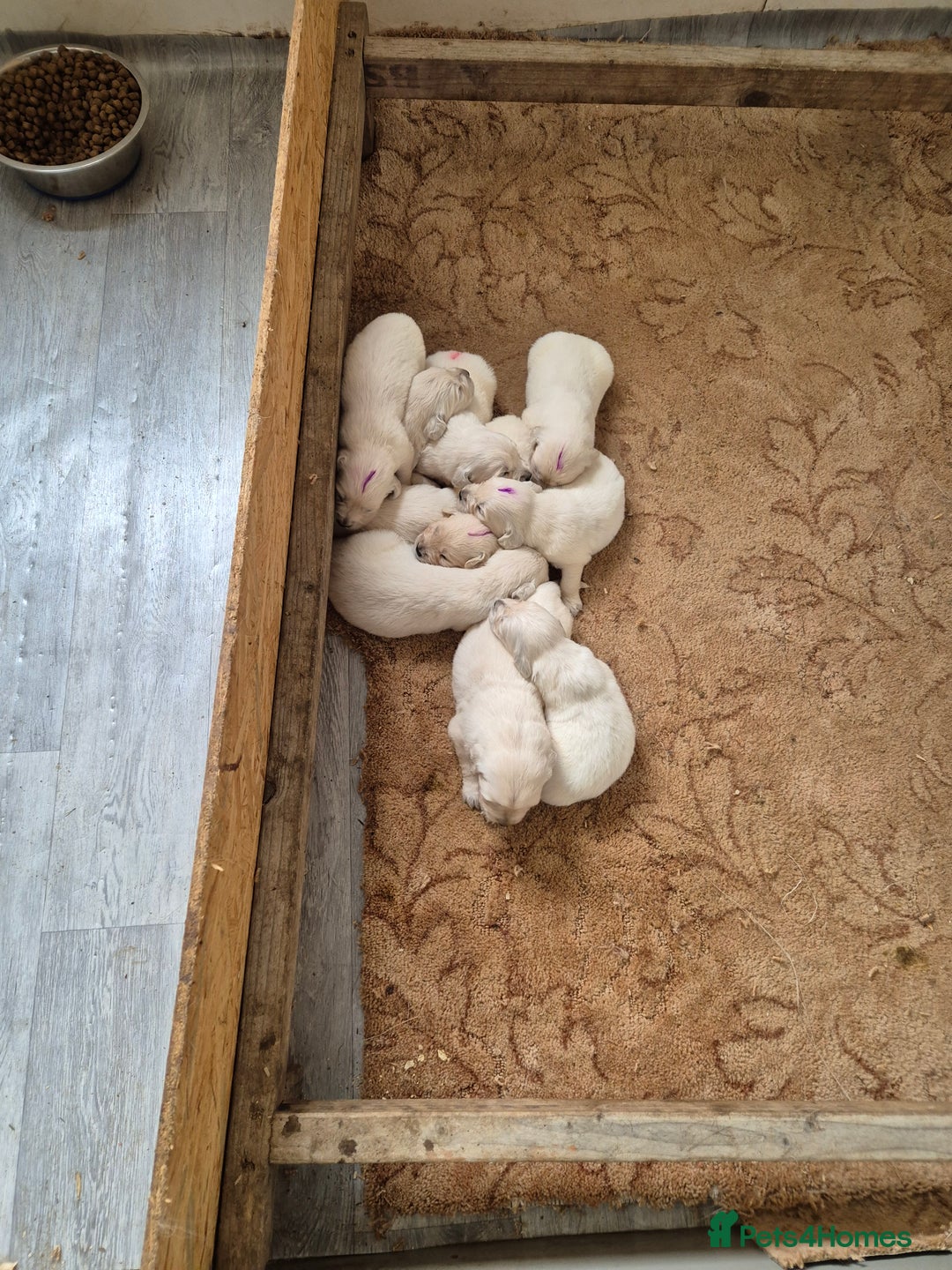 Golden Retriever dogs for sale: Beautiful golden retriever puppies. - Image 1
