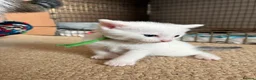 Mixed Breed cats for sale: Kittens white grey and tabby in Ilkeston - Advert 5