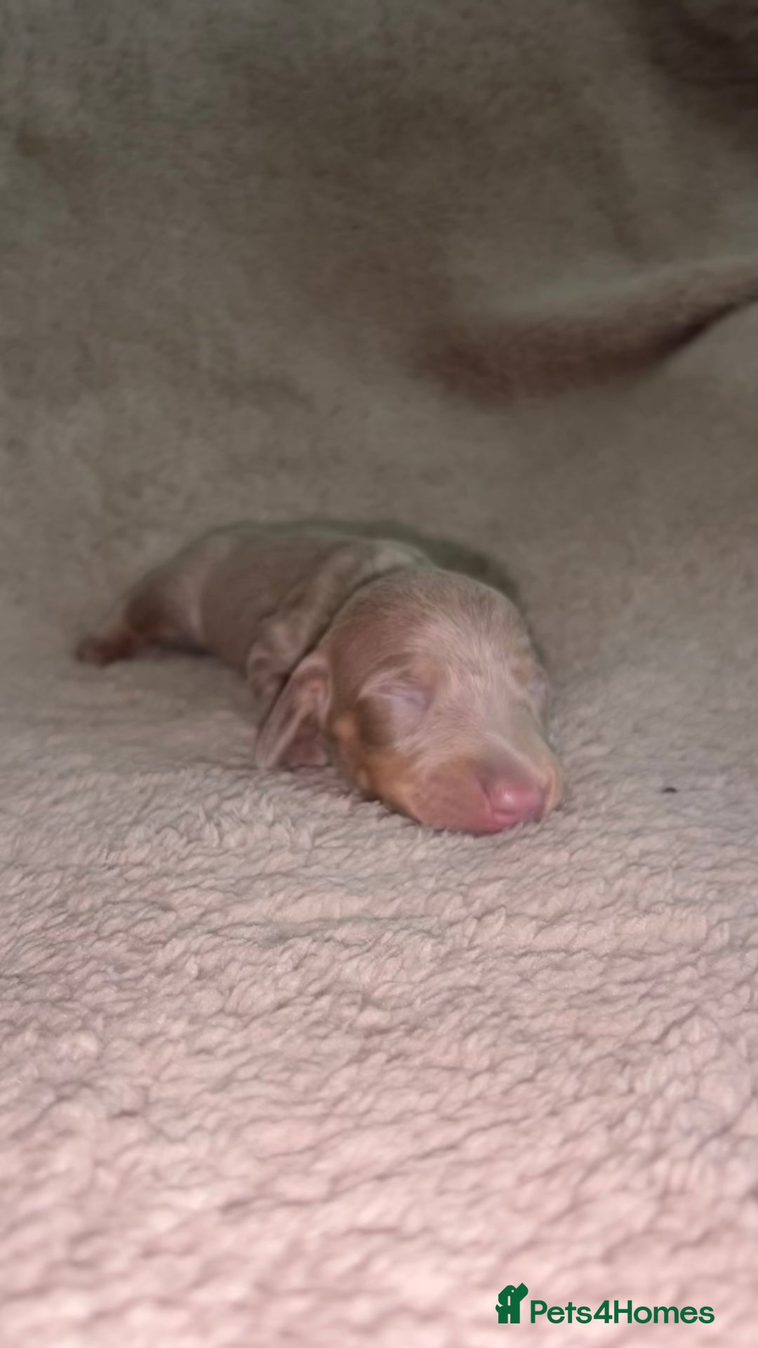 Miniature Dachshund dogs for sale: Perfecf kc miniature dachshunds - Image 7
