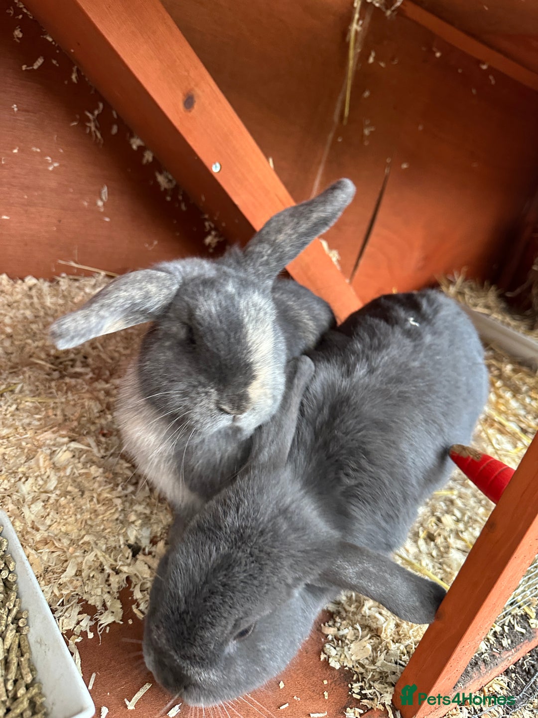 Mini Lop rabbits for sale: 2 female bonded mini lops for sale  - Advert 16