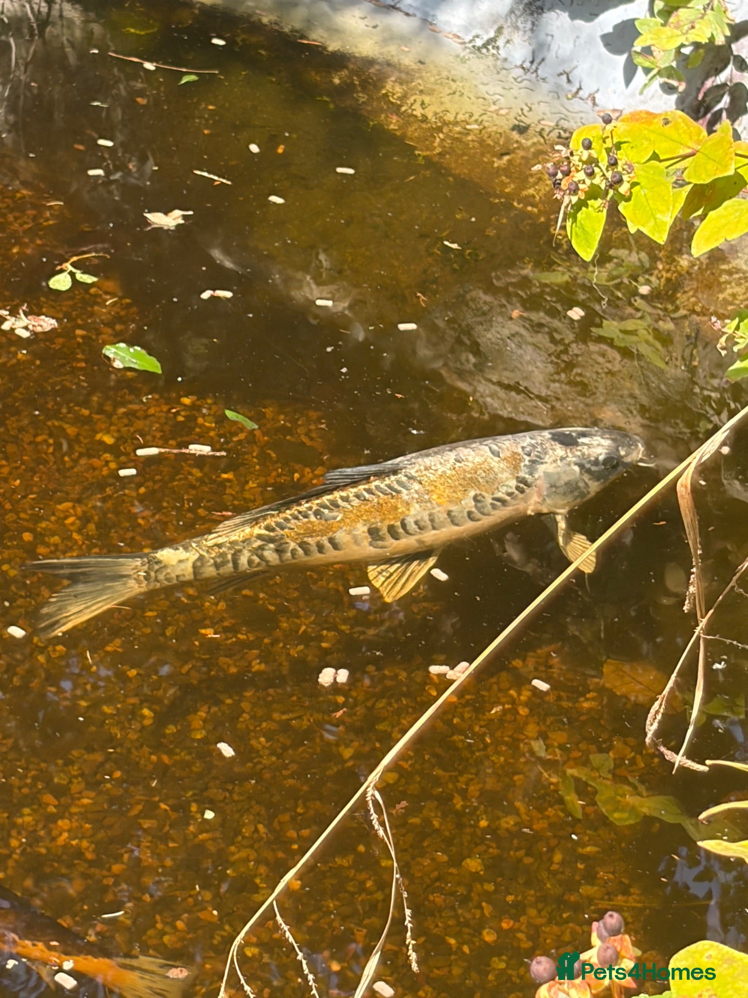 Koi Carp fish Adult koi carpe for sale sevenoaks - Advert 3