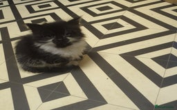 Mixed Breed cats for sale: Beautiful Black & White Tuxedo Kittens - Image 12