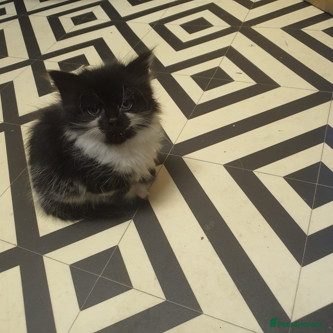 Mixed Breed cats for sale: Beautiful Black & White Tuxedo Kittens - Image 12
