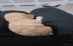 Cockapoo dogs for sale: F3b Merle Cockapoos - Image 11