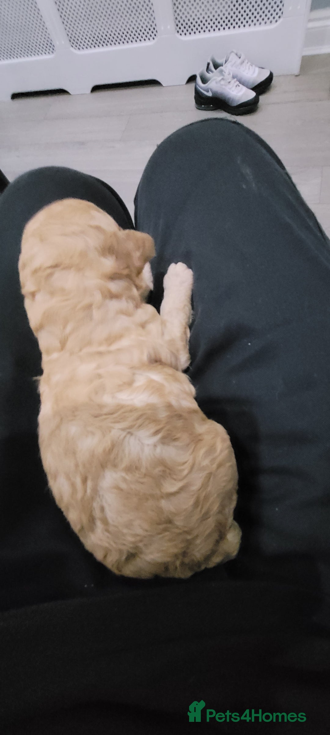 Cockapoo dogs for sale: F3b Merle Cockapoos - Image 11