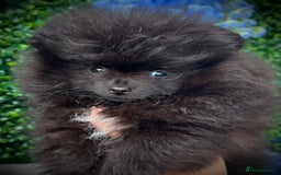 Pomeranian dogs for sale: ** Stunning Black Boy ** - Image 5
