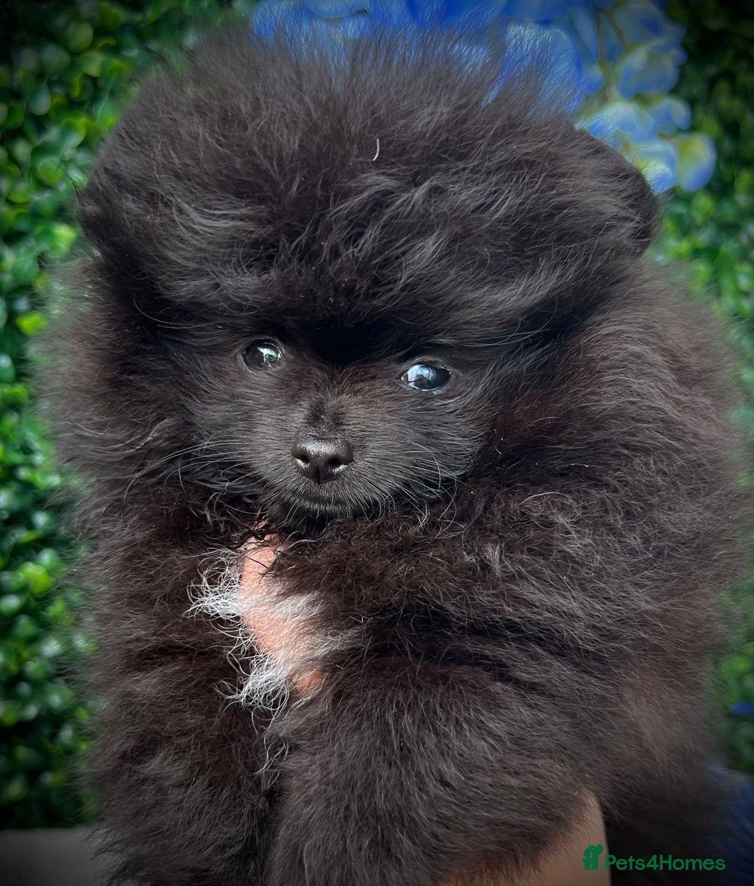 Pomeranian dogs for sale: ** Stunning Black Boy ** - Image 5