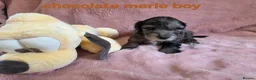 Cockapoo dogs for sale: Rare coloured f1 cockapoo pups - Advert 15