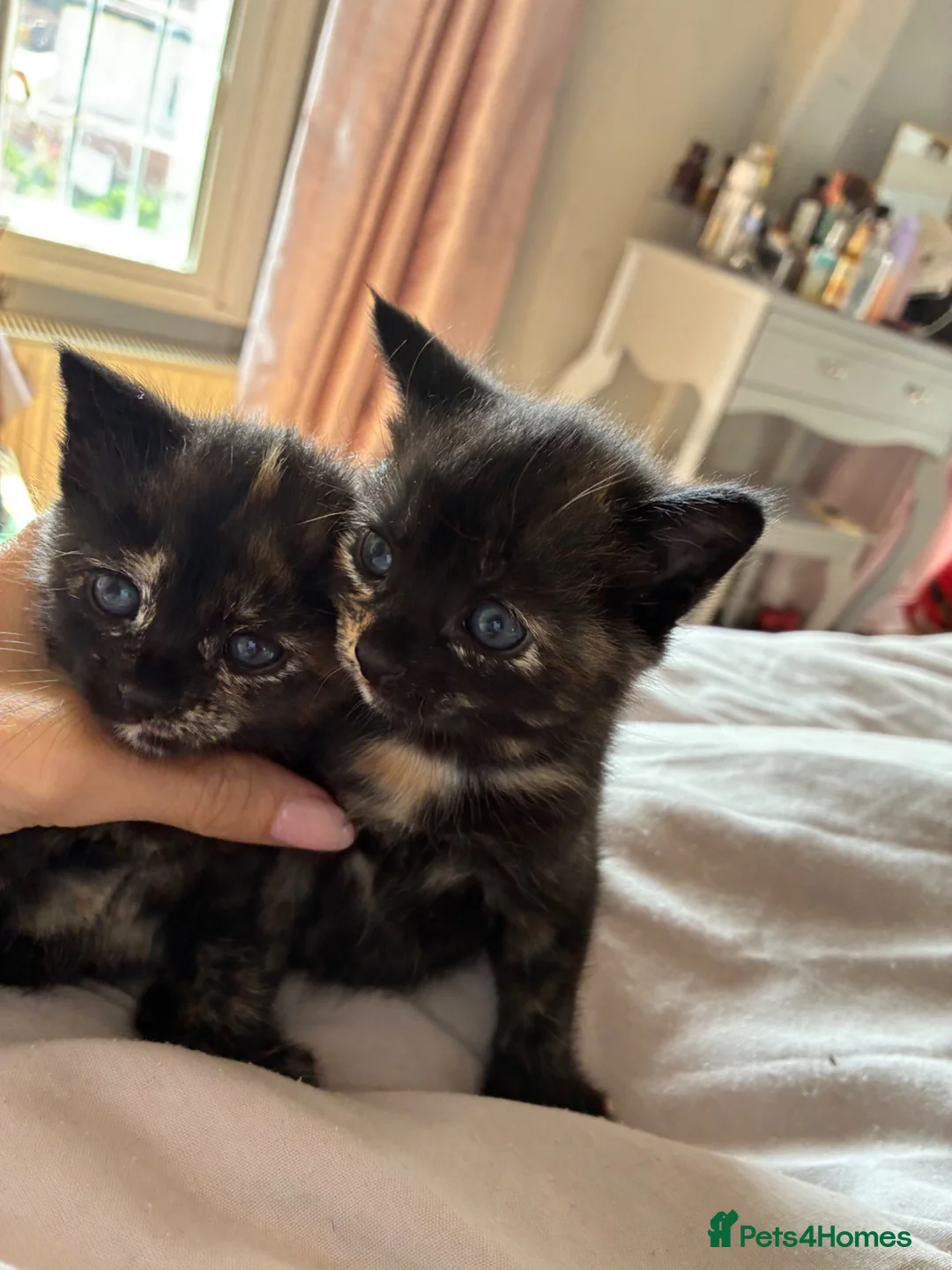 Mixed Breed cats for sale: Two beautiful kittens in Colchester - Advert 1